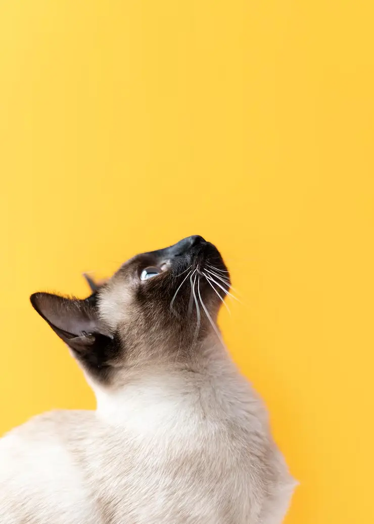 gato cafe con fondo amarillo viendo hacia arriba