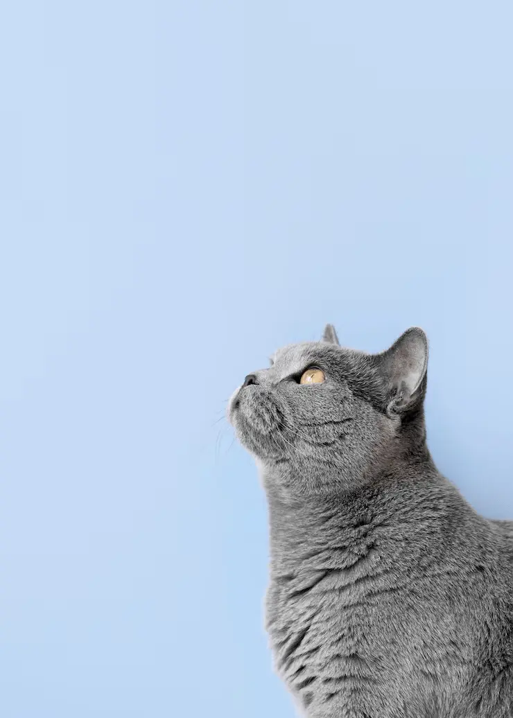 gato gris con fondo azul