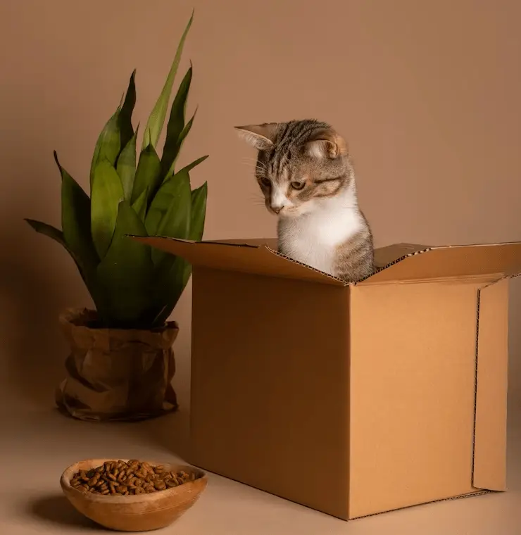 gato dentro de una caja viendo un plato de comida