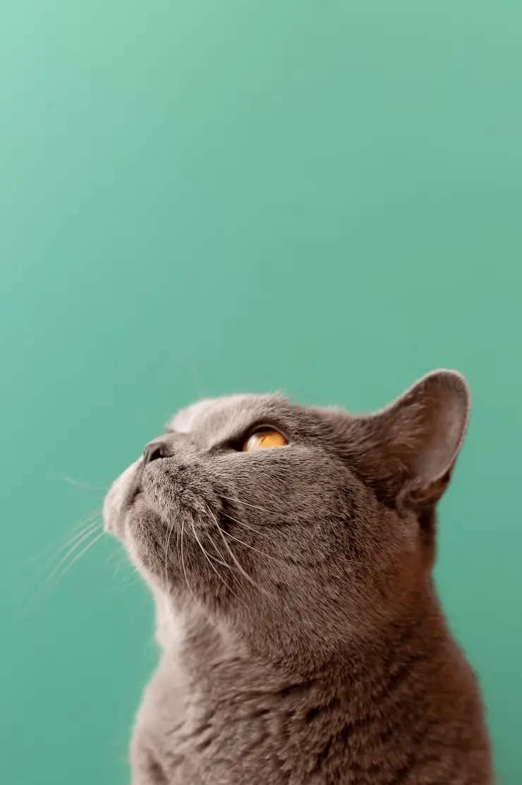 gato gris oscuro con fondo verde viendo hacia arriba