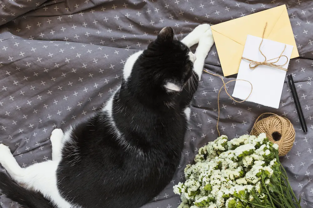 gato con con cartas alrededor